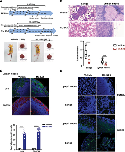 Figure 5. Administration of ML-SA5 suppresses melanoma metastasis to locoregional axillary lymph nodes and distant lungs in vivo. (A) An experimental design illustrating the generation of subcutaneous melanoma metastatic mice post development of primary tumors (see Materials and methods). (B) Representative H&E-stained sections of lungs and lymph nodes of mice collected from Vehicle and ML-SA5 groups. Arrows denoted metastases. Scale bar: 50 µm. Mean numbers of metastases in lungs and lymph nodes after 30 days in mice post parental tumors were removed in Vehicle and ML-SA5 (2 mg/kg) group. n = 7–9 sections from each animal and at least six animals per group. (C) Representative images displaying tumor tissue sections from Vehicle and ML-SA5 groups stained for LC3 and SQSTM1. Dotted lines outlined metastases in lymph nodes. Scale bar: 20 µm. Percentage of positive cells for LC3 and SQSTM1 per field of tissue sections from tumors of Vehicle and ML-SA5 groups, respectively. n = 8–9 sections from each animal and at least six animals per group. (D) Representative images displaying tumor tissue sections from Vehicle and ML-SA5 groups stained for TUNEL and MKI67. Scale bar: 20 µm. Means ± SEM are shown in panels B and C. Significant differences were evaluated using one-way ANOVA followed by Tukey’s test. *P < 0.05; **P < 0.01; ***P < 0.001.