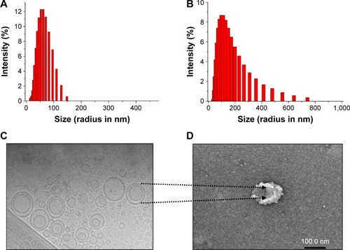 Figure 4 Particle size distribution and morphology of the NPs.Notes: Size distribution of (A) DTX vesicle NPs, (B) DTX multilayer NPs, (C) cryo-TEM image of DTX vesicle NPs, and (D) TEM image of DTX multilayer NPs.Abbreviations: cryo-TEM, cryogenic transmission electron microscopy; DTX, docetaxel; NPs, nanoparticles; TEM, transmission electron microscopy.