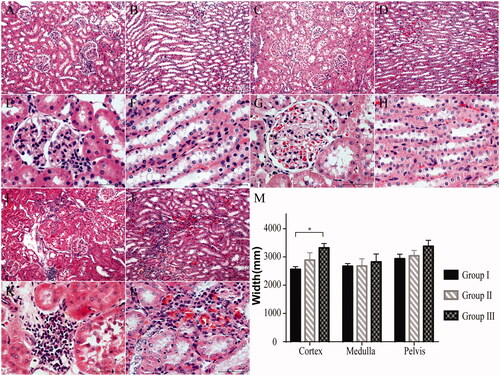 Figure 5. Histologic evaluation of the kidneys at postoperative week 12 (H&E staining). (A, B, 10× and E, F, 40×) Group I (n = 7): The renal structure remained intact. (C, D, 10× and G, H, 40×) Group II (n = 7): The histological changes in the renal tissues were minimal. (I, J, 10× and K, L, 40×) Group III (n = 7): Some of the glomeruli and nephric tubules were destroyed. (M) The width of the cortex was significantly greater in group III than in group I. *p < .05.
