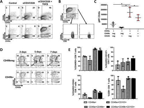 Figure 4. Normal donor PBMC were cultured with CD3 and CD28 activating antibodies (TCR stim) for 24h, after which they were grown for 2–7 days with or without TGFβ. (A) CD103, CD49a and CD49b expression percentage on CD8 T cells, with/without 24 hours of TCR stim and/or TGFβ, after 7 days of culture. (B) Visualization of CD49b co-expression on the most dominant CD49a and/or CD103 expressing CD8 T cell populations after TGFβ + TCR stimulation in vitro. (C) Intensity of CD49a expression on a per-cell basis, after TCR stim and 7 days of culture with TGFβ on each CD49a+ subpopulation. *P < 0.05. (D) Induction of CD49a, CD49b and CD103 over time when culture with TGFβ, 2, 5 and 7 days after TCR stimulation. (E) Percentage of RI+ CD8 T cell subsets expressing functional markers CD45RO, CD69, Granzyme B and CD127 expression in most dominant populations, after TCR stim and 7 days of culture with TGFβ. Normal donor PBMC from three different donors were used in this experiment. * P < 0.05, ** P ≤ 0.01, *** P ≤ 0.001, **** P < 0.0001.