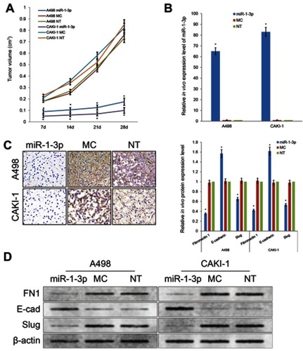 Figure 7 (A) Upregulation of miR-1-3p repressed the growth of A498 and CAKI-1 RCC cell xenograft models. (B) Expression level of miR-1-3p in xenograft tumors of nude mice evaluated by RT-PCR assay. (C) Expression level of Fibronectin 1 in xenograft tumors observed by immunohistochemistry staining. (D) Protein expression levels of Fibronectin 1, E-cadherin or Slug in xenograft tumors of nude mice evaluated by Western blotting assay (n=6, *P<0.01 vs Non-Transfected groups). (The first panel of (C and D) are representative illustration of the results).