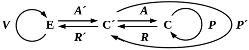 Figure 4. Adding a buffer between C and E by reproducing a copy C’ of C. Competition for reproduction-enabling resources is eliminated C’ if reproductively disabled.
