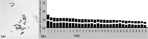 Figure 6. T. divaricatum subsp. villosum: (a), somatic metaphase (2n = 64); (b), ideogram.