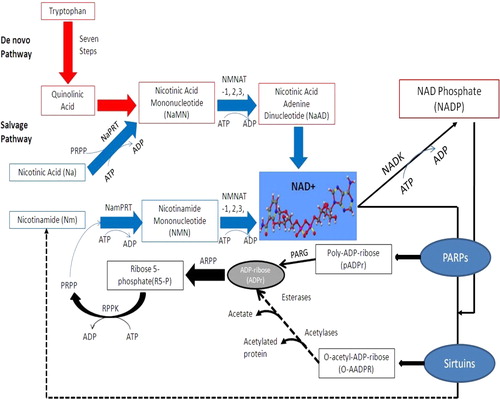 Figure 1. NAD+ metabolism in higher eukaryotes. The de novo pathway represents the catabolism of the amino acid l-tryptophan to quinolinic acid through the KP. Quinolinic acid is then converted to nicotinic acid mononucleotide (NaMN) which connects to the salvage pathway. The three different salvage pathways start either from nicotinamide (Nam), nicotinic acid (Na), or nicotinamide riboside (NR). Nicotinamide is a by-product of NAD metabolism which gets converted into nicotinamide mononucleotide (NMN by nicotinamide phosphoribosyl transferase (NamPRT)) and then into NAD by the action of nicotinamide mononucleotide adenylyl transferases (Na/NMNAT1, 2, and 3).