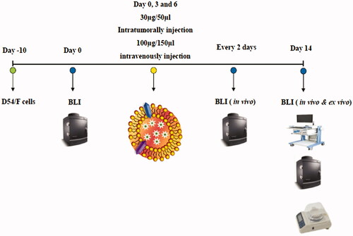 Figure 5. Scheme of the in vivo treatment experiments.