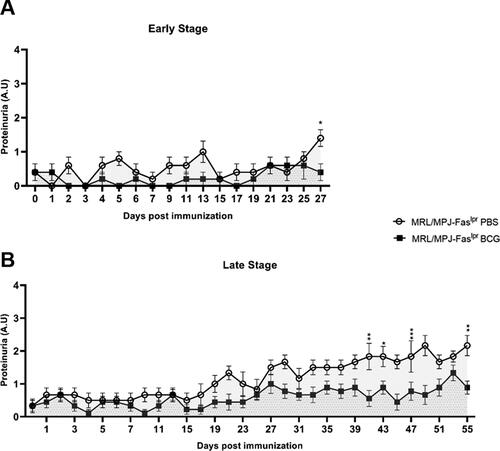 Figure 2. Proteinuria levels are reduced in BCG-immunized mice at a late-stage of disease. The proteinuria levels of MRL/MPJ-Faslpr were determined following the proteinuria parameter indicated previously. Y axis indicates proteinuria values according to albumin concentration (0 = negative; 1 = 30 mg/dL albumin; 2 = 100 mg/dL albumin; 3 = 300 mg/dL albumin). The x-axis indicates the days after immunization. (A) Early stage (group A) n = 18 (n = 9 PBS, n = 9 BCG). (B) Late stage (group B) n = 18 (n = 8 PBS, n = 10 BCG). ○: MRL/MPJ-Faslpr mice treated with PBS with an AUC of 8.50 (95% confidence interval; 5.63-11.37) in group A, and 35.92 (95% confidence interval; 30.98-40.85) in group B. ■: MRL/MPJ-Faslpr mice immunized with BCG with an AUC of 3.80 (95% confidence interval; 1.32-6.28) in group A, and 18.17 (95% confidence interval; 13.43-22.90) in group B. The AUC difference in group B was statistically significant (p < 0.05). A two-way ANOVA with tukey post-test analyzed statistical differences (≥ 0.05 (ns), 0.01–0.05(*), 0.001 - 0.01 (**), 0.0001–0.001 (***), < 0.0001 (****)). bars indicate mean ± SEM.