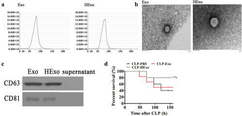 Figure 1. Effects of ADSC exosomes on CLP-induced mortality. (a) The number of particles versus particle size, determined by nanoparticle tracking analysis with ZetaView. (b) Transmission electron micrographs showing ADSC exosome (Exo) or hypoxically pretreated ADSC exosome (HExo) morphology. (c) Western blots of CD63 and CD81 expression in Exo and HExo. (d) Mice were subjected to CLP and treated with HExo or Exo (2 mg protein/kg body weight) or PBS. Survival rates were monitored for a total of 168 h (7 days). **p < 0.01 vs. CLP-PBS. #p < 0.05 vs CLP-Exo. N = 12/group.