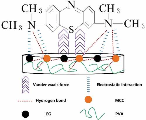 Figure 9. Possible interaction mechanism between cellulose-based porous foam material and MB molecule.