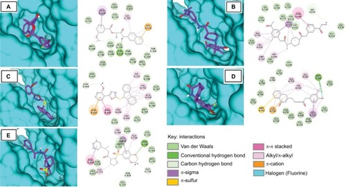 Figure 4 Molecular surface representation of EGFR with top-ranked multi-targeted virtual hits: (A) S-258002927; (B) S-258012947; (C) S-258282355; (D) S-259411474; (E) S-259417539.