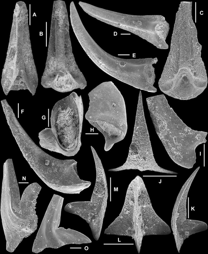 Fig. 6 A–I, Juanognathus variabilis Serpagli, Citation1974; A–C, Sa element; A–B, AMF.135010, AFI991, A, posterior view (IY54–005), B, postero-basal view (IY54–006); C, AMF.135011, YTH4, postero-basal view (IY61–042); D–E, Sb element, AMF.135012, AFI991, D, posterior view (IY54–008), E, postero-outer lateral view (IY54–007); F–I, Sc element, F, AMF.135013, AFI991, inner lateral view (IY53–040); G–H, AMF.135014, AFI991, G, basal view (IY54–002), H, outer lateral view (IY54–003); I, AMF.135015, AFI980, outer lateral view (IY56–021). J–O, Oistodus lanceolatus Pander, 1856; J–M, Sa element, AMF.135016, THH10, J, anterior view (IY59–028), K, M, lateral views (IY59–029, IY59–031), L, posterior view (IY59–030). N, M element, AMF.135017, AFI977, outer lateral view (IY65–025). O, Sc element, AMF.135018, AFI997, posterior view (IY119–041). Scale bars=100 μm.