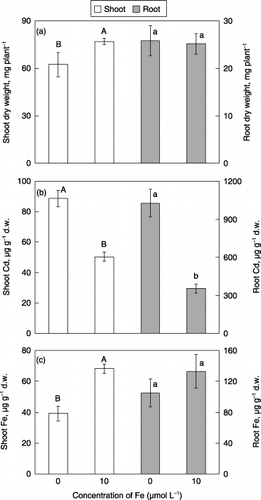 Figure 1  Effect of Fe deficiency on (a) dry weights, (b) Cd concentrations and (c) Fe concentrations in the shoots and roots of barley plants grown in media with 5 µmol L−1 CdSO4. Each value is the mean ± standard error (n = 4) and different letters at the top of each bar indicate significant differences (P < 0.05) according to the Ryan–Einot–Gabriel–Welsch multiple range test. d.w., dry weight.