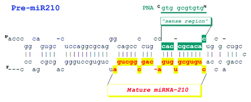 Figure 1. Representation of the pre-miRNA 210 and the PNA anti-premiR