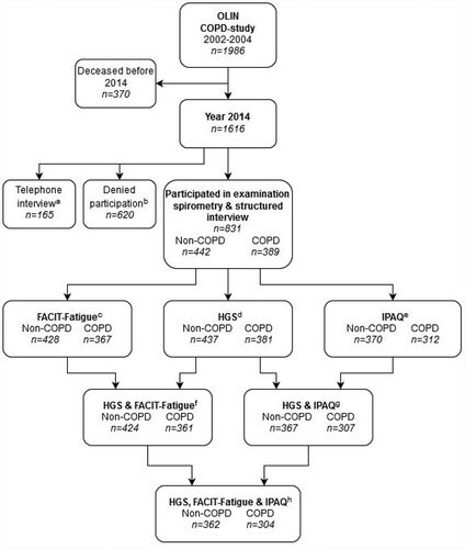 Figure 1. Flow chart, recruitment of study population.Notes: aIndividuals who were unable to attend examination; bIndividuals who denied participation or could not be located; cIndividuals with complete data on FACIT-Fatigue; dIndividuals with complete data on HGS; eIndividuals with complete data on IPAQ; fIndividuals with complete data on HGS & FACIT-Fatigue; gIndividuals with complete data on HGS & IPAQ; hIndividuals with complete data on HGS, FACIT-Fatigue & IPAQ.