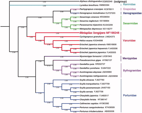 Figure 1. Phylogenetic tree based on 29 whole mitogenomes constructed using Bayesian Inference (BI) methods. Species used in this article: Helice wuana (KX344898), Cyclograpsus granulosus (LN624373), Eriocheir japonica sinensis (KM516908), Eriocheir japonica hepuensis (FJ455506), Eriocheir japonica japonica (FJ455505), Sesarmops sinensis (KR336554), Sesarma neglectum (KX156954), Parasesarma tripectinis (KU343209), Metopaulias depressus (KX118277), Pachygrapsus crassipes (KC878511), Xenograpsus testudinatus (EU727203), Pseudocarcinus gigas (AY562127), Myomenippe fornasinii (LK391943), Callinectes sapidus (AY363392), Portunus trituberculatus (AB093006), Portunus sanguinolentus (KT438509), Charybdis japonica (FJ460517), Scylla paramamosain (JX457150), Scylla olivacea (FJ827760), Scylla tranquebarica (FJ827759), Scylla serrata (FJ827758), Charybdis feriata (KF386147), Lyreidus brevifrons (KM983394), Gandalfus yunohana (EU647222), Gandalfus puia (KR002727), Austinograea alayseae (JQ035660), Austinograea rodriguezensis (JQ035658), and Metaplax longipes (MF198248). In addition, Alpheus distinguendus (GQ892049) used as outgroup.