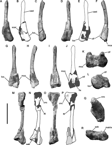 Figure 5 Hindlimb bones of Magnosaurus nethercombensis. A-F and L, left femur OUMNH J.12143/7 in anterior (A, B), lateral (C), posterior (D, E), medial (F), and distal (L) views; G-K, right femur OUMNH J.12143/6 in anterior (G), medial (H), posterior (I-J), and distal (K) views; M-R, left tibia OUMNH J.12143/2 in anterior (M, N), lateral (O, P), proximal (Q), and distal (R) views. In line drawings (B, E, J, N, P) crossed hatching indicates matrix, light grey tone indicates plaster, and dark grey tone indicates broken bone. Abbreviations: cnc, cnemial crest; ctf, crista tibiofibularis; ffl, fibular flange; flx, flexor groove; lco, lateral condyle; mco, medial condyle; sab, suprastragalar buttress. Scale bar equals 200 mm.