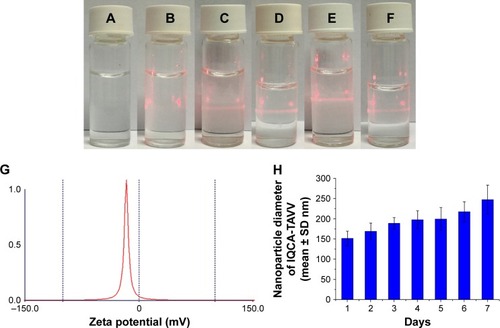 Figure 4 Tyndall effect, zeta potential and size of IQCA-TAVV in ultrapure water.Notes: (A) Ultrapure water without radiation; (B) ultrapure water with 650 nm laser radiation; (C) IQCA-TAVV in pH 6.7 ultrapure water (1 nM) with 650 nm laser radiation; (D) IQCA-TAVV in pH 1.2 ultrapure water (1 nM) with 650 nm laser radiation; (E) IQCA-TAVV in pH 6.7 ultrapure water (10 nM) with 650 nm laser radiation; (F) IQCA-TAVV in pH 1.2 ultrapure water (10 nM) with 650 nm laser radiation; (G) zeta potential of IQCA-TAVV in ultrapure water (10 nM); (H) particle size of 10 nM solution of IQCA-TAVV in normal saline over 7 days (n=6).Abbreviation: IQCA-TAVV, N-(3S-1,2,3,4-tetrahydroisoquinoline-3-carbonyl)-Thr-Ala-Arg-Gly-Asp(Val)-Val.