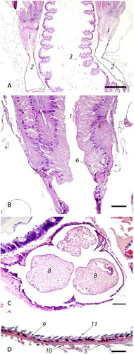 Figure 4. Photomicrographs of the cranial tubular region of the reproductive tract: (A) Low magnification view of the calyx (1) transition into lateral oviducts (2) with centrally located ventriculus (3) (bar = 500µm); (B) Calyx is formed by an irregularly thickened wall, lined by simple to bi-layered, slender, tall, columnar, densely-packed epithelium (4) on an eosinophilic basement membrane (5) and contains apical, optically vacant vacuoles (6) (bar = 50µm); (C) Cross section of a distended lateral oviduct with eggs (8): distention is facilitated by longitudinal folds (7) lined by attenuated epithelium (bar = 100µm); (D) Longitudinal section of a lateral oviduct lined by cuboidal epithelium (9) on an eosinophilic basement membrane (5) with an underlying, single layer of longitudinal muscle cells (10). The epithelium is covered by a chitinous, strongly basophilic intima that has numerous cteniform spines (11) (bar = 20µm).