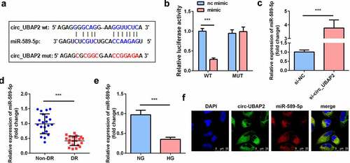 Figure 4. miR-589-5p was sponged by circ-UBAP2. (a) The binding sequences of miR-589-5p and circ-UBAP2. (b) Luciferase activities of hRMECs. (c) The expression level of miR-589-5p when the hRMECs were transfected with si-circ-UBAP2. (d) The expression levels of miR-589-5p in the vitreous humor samples from the DR patients (n = 21) and the non-DR people (n = 21). (e) The expression levels of miR-589-5p in hRMECs treated with NG or HG. (f) FISH was performed to detect the co-location between circ-UBAP2 and miR-589-5p. Each experiment was performed in triplicate. ***P < 0.001. WT, wild type; MUT, mutant type; DR, diabetic retinopathy; si-, small interference RNA; hRMECs, human retinal microvascular endothelial cells; HG, high glucose; NG, normal glucose