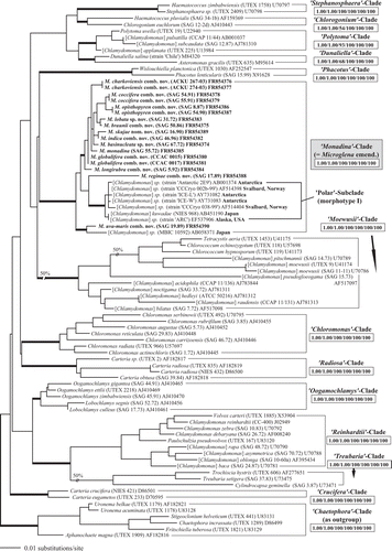 Fig. 1. Molecular phylogeny of the clockwise group of the Chlorophyceae, based on SSU rDNA sequence comparisons. The phylogenetic tree shown was inferred by maximum likelihood method based on a dataset of 1524 aligned positions of 85 taxa using PAUP 4.0b10. For the analysis, the GTR model (base frequencies: A 0.2465, C 0.2107, G 0.2819, T 0.2609; rate matrix: A-C 1.1409, A-G 2.6738, A-T 1.4865, C-G 0.9087, C-T 5.3353, G-T 1.0000) with the proportion of invariable sites (I = 0.5213) and gamma distribution shape parameter (G = 0.5923) was chosen, which was calculated as best model by Modeltest 3.7. Bayesian values (>0.95) were calculated by MrBayes 3.1 (first value in boxes) using the covarion settings (5 million generations) and PHASE 2.0 (second value) using THREESTATE and RNA7D models for unpaired and paired nucleotides respectively. Bootstrap values (>50%) of the maximum likelihood (using the GTR + I + G model, 100 replicates; third value) using PAUP, the randomized accelerated maximum likelihood using the RAxML 7.0.3 (using the GTR + I + G model, 1000 replicates; fourth value), neighbour-joining (using the GTR + I + G model, 100 replicates; fifth value), and maximum parsimony (1000 replicates; sixth value) were marked in boxes and only given for the clades. The strains marked in bold are new sequences in this study. Strain and accession numbers are given after the species name. The clade designation follows Pröschold & Leliaert (2007). The Chaetophora-clade was used as outgroup.