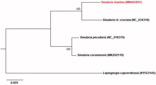 Figure 1. Phylogenetic tree showing the relationship among S. maxima and other members of order genus Sinularia based on maximum-likelihood (ML) approach. Numbers behind each node denote the bootstrap support values. The GenBank accession numbers are indicated on the right side of species names.