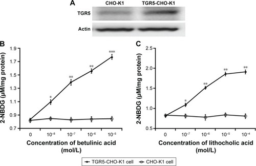 Figure 2 Role of TGR5 in glucose uptake in Chinese hamster ovary (CHO-K1) cells.