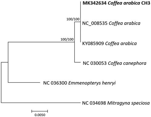 Figure 1. Neighbor joining (bootstrap repeat is 10,000) and maximum likelihood (bootstrap repeat is 1000) phylogenetic trees of four Coffea and two outgroup complete chloroplast genomes: three Coffea arabica (MK342634, in this study, NC_008535 and KY085909), Coffea canephora (NC_030053), Mitragyna speciosa (NC_034698), and Emmenopterys henryi (NC_036300). Phylogenetic tree was drwon based on neighbor joining tree. The numbers above branches indicate bootstrap support values of maximum likelihood and neighbor joining phylogenetic tree, respectively.