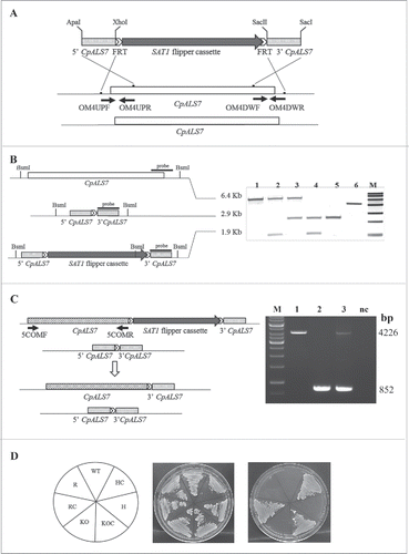 Figure 1. CpAls7 disruption strategy based on SAT1 flipper cassette (A). Upstream and downstream homology sequences from C. parapsilosis reference strain ATCC 22019 were amplified and inserted at the ApaI/XhoI and SacII/SacI sites surrounding the SAT1 flipper cassette. The disruption cassette integrated in the CpALS7 allele by homologous recombination. (B). Southern blot hybridization analysis of genomic DNA isolated from the mutants collection and digested with BsmI restriction enzyme. The probe used to verify the correct construction of the mutant collection was amplified by PCR from the downstream homology fragment (schematized by the black bar). M: Roche Dig Labeled Marker VII; 1: wild type (WT); 2: heterozygous with cassette (HC); 3: heterozygous (H); 4: null mutant with cassette (KOC); 5: null mutant (KO); 6: disruption cassette. The expected sizes were 6.4 Kb, 1.9 Kb, 2.9 Kb, and 5.3 Kb for the wild type allele, the allele with the integrated cassette, the deleted allele and the cassette, respectively. (C). The entire coding sequence of CpALS7 was amplified and cloned at the 5′ end of the SAT1 flipper cassette. The reintegration cassette integrated in one of the 2 null mutant alleles by homologous recombination. Primers OM4UPF2 and OM4DWR1 (Table S2) were used to verify the presence of the entire copy of CpALS7 integrated in the correct locus in reconstituted strain (R). Expected fragment lengths: 4.2 Kb for WT and R, 852 bp for KO strains. M: 1Kb DNA ladder (Invitrogen), 1: WT; 2: KO; 3: R; CN: negative control. (D). WT and mutant strains (HC, H, KOC, KO, reconstituted strain with cassette (RC), R) grown for 48 h at 30°C on YPD or nourseothricin (NTC) supplemented YPD plates.