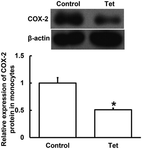 Figure 2. Relative expression of COX-2 protein in blood monocytes from NSCLC patients undertaking radiotherapy. Note: Control, patients (n = 30) who did not take Tet during radiotherapy; Tet, patients (n = 30) who took Tet during radiotherapy. Expression of protein was measured by Western blotting using β-actin as internal control. *p < 0.05 compared with control group.