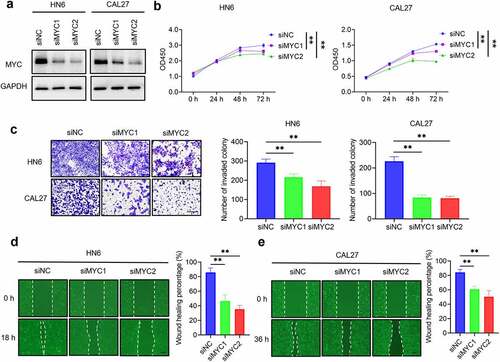 Figure 2. MYC knockdown inhibits HNSCC cell proliferation, invasion, and migration. (a) Western blot analysis of MYC protein levels in HN6 and CAL27 cells with or without MYC knockdown. GAPDH was used as internal control. (b) CCK8 assays showing that the proliferation of HN6 and CAL27 cells was inhibited after MYC knockdown. Means ± SD are shown. **P < .01 by one-way ANOVA. (c) Transwell assays showing that the invasion of HN6 and CAL27 cells was inhibited after MYC knockdown. Means ± SD are shown. **P < .01 by one-way ANOVA. (d-e) Wound healing assays showing that the migration of HN6 and CAL27 cells was inhibited after MYC knockdown. Means ± SD are shown. **P < .01 by one-way ANOVA.