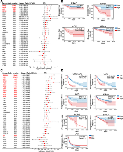 Figure 5 Association between CD276 expression levels and disease-free interval (DFI) and progression-free interval (PFI) in pan-cancer. (A) Pan-cancer forest plot of correlation of CD276 levels and DFI from TCGA and TARGET database. (B) Kaplan-Meier analysis of the correlation between CD276 expression levels and DFI in indicated tumor types. (C) Pan-cancer forest plot of correlation of CD276 expression and PFI from TCGA and TARGET database. (D) Kaplan-Meier analysis of the correlation between CD276 expression levels and PFI in indicated tumor types. Tumor types showed significant prognostic value (p < 0.05) in DFI and PFI were marked with red fonts.