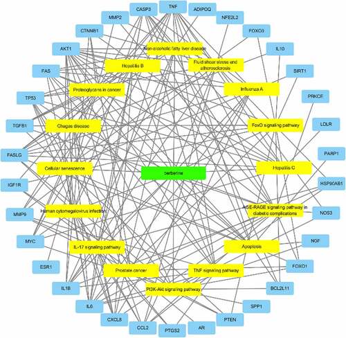 Figure 5. Drug-target-pathway network; The green node represents the drug; the yellow nodes represent the pathways; the blue nodes represent the targets.