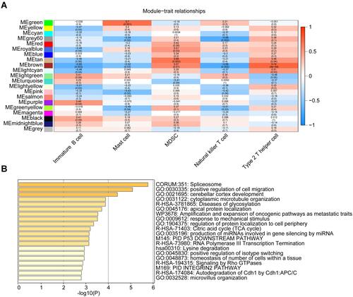 Figure 4 Module-trait associations and enrichment analysis. (A) Heatmap of the correlations between module eigengenes and infiltrating immune cell types. The table is color-coded by correlation according to the color legend. (B) The bar chart presents the top 20 enriched terms.