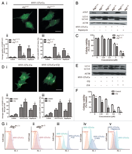 Figure 8. Inhibition of autophagy promotes HYF127c/Cu-induced cell death. (A) Effect of Atg7 on HYF127c/Cu induced autophagy. Decreased punctate distribution of EGFP-LC3 in atg7−/− MEF cells treated with HYF127c/Cu (i). Bar: 20 µm. The average number of EGFP-LC3 dots in cells (ii) and the percentage of cells with evident accumulation of EGFP-LC3 dots (iii). (n = 3, *P < 0.05). (B) Effect of Atg7 on the conversion of LC3-I to LC3-II in HYF127c/Cu-treated cells. Western blots showed that ATG7 deficiency inhibits LC3-I conversion. (C) The effect of Atg7 deficiency on cellular viability, (n = 3, *P < 0.05). (D) CQ inhibits HYF127c/Cu-induced autophagy. (i) Increased punctate distribution of EGFP-LC3 in cells treated with HYF127c/Cu and CQ. Bar: 20 μm. (ii) The percentage of cells with evident accumulation of EGFP-LC3 dots. (iii) The average number of EGFP-LC3 dots in cells. (n = 3, *P < 0.05). (E) Conversion of LC3-I to LC3-II in cells treated with HYF127c/Cu and CQ or HYF127c/Cu alone. Z18, a previously reported autophagy inducer,Citation39 was used as a control. (F) The effect of the combination of CQ and HYF127c/Cu on cellular viability of HeLa cells. (n = 3, *P < 0.05). (G) Effect of autophagy on HYF127c/Cu-induced oxidative stress indicated by DCF. (i) FACS results of HYF127c/Cu-treated Atg7+/+ MEFs. (ii) FACS results of HYF127c/Cu-treated atg7−/− MEFs. (iii) FACS results of HeLa cells treated with both HYF127c/Cu and CQ. (iv) FACS results of HeLa cells treated with both HYF127c/Cu and 3-MA. (v) FACS results of HeLa cells treated with both HYF127c/Cu and rapamycin.