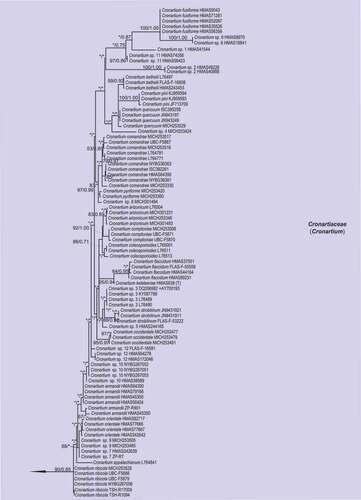 Figure 1. Multilocus phylogenetic tree of the Melampsorineae suborder in the Pucciniales order. Support values indicated at nodes. Bayesian posterior probabilities ≤ 50% and Maximum Likelihood bootstrap (ML) ≤ 50% were indicated by dash line (–). Family and generic names are listed after each taxon.