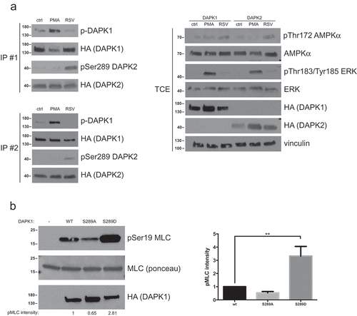 Figure 2. Ser289 phosphorylation activates DAPK1 and DAPK2 in response to different triggers. (a) HCT116 cells were transfected with either HA-DAPK1 or HA-DAPK2 and treated with either 200µM resveratrol (RSV) for 2 h or serum-starved overnight and then treated with 100nM PMA for 30 min. Untreated cells were used as control. Anti-HA immunoprecipitates were resolved by SDS-PAGE and Ser289 phosphorylation of the immunoprecipitated proteins was measured by specific antibodies. DAPK1 Ser289 phosphorylation was monitored using an antibody that recognizes the sequence RXRXXpSer/Thr, which was previously shown to specifically detect phosphorylation of DAPK1 on Ser289 [Citation53]. DAPK2 Ser289 phosphorylation was monitored using an antibody specifically raised against pSer289 DAPK2 [Citation46]. Two representative immunoprecipitation results, from two separate biological replicates (IP #1 and IP #2, left panel), are shown. Total cell extract (TCE, right panel) was used to monitor activation of the relevant pathways by the triggers, and to monitor the expression of HA-DAPK1/DAPK2. The TCE results shown belong to experiment #2 and are representative of both experiments. (b) HA-DAPK1 WT, S289A or S289D was incubated in a kinase reaction mixture with MLC, and phosphorylation assessed by western blotting of the reaction mixtures. pMLC band intensity was quantified using NIH ImageJ software. Bar graph represents pMLC intensity as mean ± SD of three independent repeats. Statistical analyses were performed using one-way ANOVA with post hoc Dunnett’s multiple comparison test. **P< 0.01.