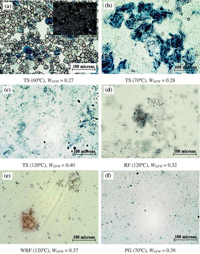FIGURE 4. Optical micrographs of iodine-stained granules; tapioca starch (TS) granules after heated to 60, 70, and 120°C (a–c, birefringence shown in inset in a), rice flour (RF) and waxy rice flour (WRF) after heated to 120°C (d–e), and pregelatinized tapioca starch (PG) after heated to 70°C (f).