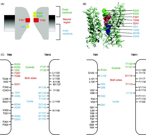 Figure 5. Working model of different regions of the open channel pore. (A) Functional cartoon model of the pore, summarizing key features described in the text: A narrow central pore region lined by TM6 residues F337 and T338 (red), a shallow outer vestibule including positively charged TM6 residues R334 and K335 (green), and a deeper, wide inner vestibule including positively charged TM1 residue K95 (blue). (B) Approximate location of pore-lining TM6 side chains proposed to contribute to these three functionally separable pore regions, according to the same colour scheme. The image shows a cross-section through the MSD region of the model presented by Dalton et al. (Citation2012) (see also Figure 4). (C) Pore-lining side chains identified in structurally symmetrical TMs 6 and 12 (left) and structurally asymmetric TMs 1 and 11 (right). Based on SCAM work from the author’s laboratory (El Hiani and Linsdell, Citation2010, Qian et al. Citation2011, Wang et al. Citation2011, Citation2014), residues that (when mutated to cysteine) are accessible to large cysteine-reactive from the outside are coloured green, those accessible from the inside are coloured blue, and those accessible from both sides of the membrane are coloured red, a colour scheme that is deliberately common with that used in (A) and (B). Apparently non-pore-lining side chains are in black. Broadly similar results were obtained by other groups (Alexander et al. Citation2009, Bai et al. Citation2010, Citation2011, Gao et al. Citation2013), although importantly these other groups did not find that any residues were accessible from both sides of the membrane. Nevertheless, the ‘cut-off’ region that prevents permeation of large cysteine-reactive reagents from one side of the membrane to the other, which most likely corresponds to the narrowest part of the open channel pore, is consistently observed (see text).