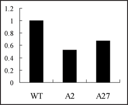 Figure 3 Relative expression of PsRGS6 in P. sojae wild-type strain and Gα silenced mutants. WT, wild-type strain P6497, A2 (A27), Gα silenced mutant.
