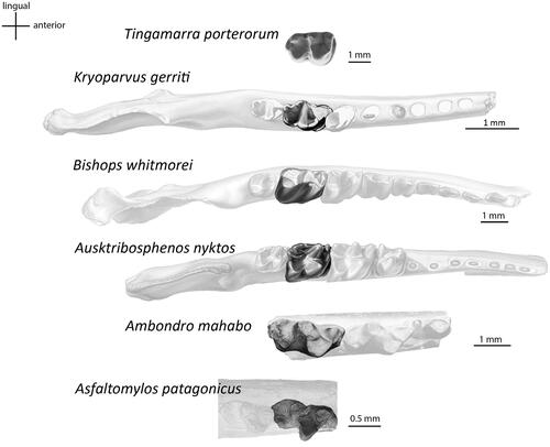 Figure 4. Occlusal views of lower second molars. Arrangement (top to bottom): Tingamarra porterorum (QMF20564), modified from Godthelp et al. (Citation1992); Kryoparvus gerriti (NMV P210087), modified from Rich et al. (Citation2020); Bishops whitmorei (NMV P210075), modified from Rich et al. (Citation2001); Ausktribosphenos nyktos (NMV P208090), modified from Rich et al. (Citation1997); Ambondro mahabo (UA-10602), modified from Flynn et al. (Citation1999); Asfaltomylos patagonicus (MEPF PV 1671), modified from Martin & Rauhut (Citation2005).