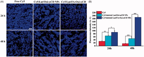Figure 6. The distribution of free Cy5, Cy5-labeled Lut/Oxi-αCD NPs, and Cy5-labeled Lut/FA-Oxi-αCD NPs in tumor tissues. (A) The CLSM images of tumors treated with Cy5, Cy5-labeled NPs for 24 and 48 h. Red indicates NPs and blue indicates DAPI, respectively. Scale bar represents 50 μm. (B) The semi-quantitative analysis of the corresponding Cy5 fluorescence intensity of NPs (red) in tumor tissue sections. *, statistically different at p < .05; **, statistically different at p < .01; ***, statistically different at p < .001.