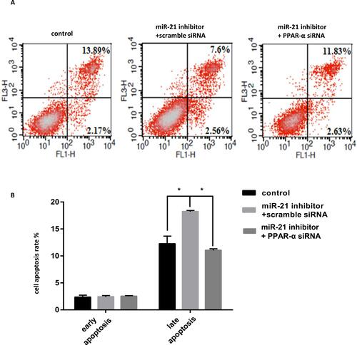 Figure 18 Co-transfection of PPAR-α siRNA and miR-21 inhibitor into cells, the effect on cell apoptosis (A and B) Cell apoptosis in cell lines was detected by flow cytometry. n = 3 per group. *P<0.05.