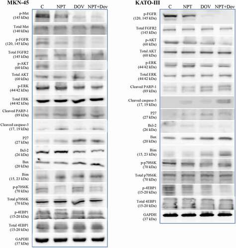 Figure 6. Dovitinib and nab-paclitaxel alter the expression of key oncogenic proteins in GAC cells: Subconfluent cultures of MKN-45 and KATO-III cells were treated with dovitinib and nab-paclitaxel and incubated for 16 hours. Whole cell lysates were prepared then protein expressions were determined via Western blot analysis. The images represent Western blot data of at least three independent experiments with identical outcomes