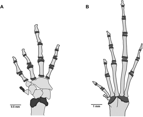 Figure 6. Right hand (A) and foot (B) in dorsal view of Noblella worleyae sp. nov. ZSFQ 345, paratype, adult male, SVL = 17.9 mm