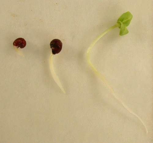 Figure 3. Well-developed seedlings from sulphuric-acid-scarified seeds of Malvella sherardiana.