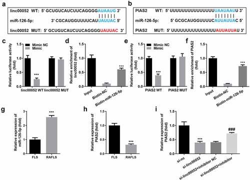 Figure 5. Linc00052 sponges microRNA (miR)-126-5p to regulate the protein inhibitor of activated signal transducer and activator of transcription 2 (STAT 2) (PIAS2). (a) Binding sites between linc00052 and miR-126-5p. (b) Binding sites between miR-126-5p and PIAS2. The interaction between linc00052 and miR-126-5p verified using luciferase (c) and RNA pull-down (d) assays. The interaction between miR-126-5p and PIAS2 verified using luciferase (e) and RNA pull-down (f) assays. (g) Expression levels of miR-126-5p in RAFLS cells. (h) Expression levels of PIAS2 in RAFLS cells. (i) Expression levels of PIAS2 in RAFLS cells after treatment with curcumin. ***P < 0.001 vs. Mimic NC, Biotin-NC, FLS, or si-NC; ###P < 0.001 vs. si-linc00052. CON, control; Cur, curcumin; RAFLS, rheumatoid arthritis fibroblast-like synovial.