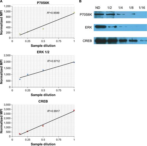 Figure S1 Validation of xMAP assays for signal transduction molecule.Notes: Serial dilutions of U87 cell lysates 1, 1/2, 1/4, and 1/8 for xMAP and 1, 1/2, 1/4, 1/8, and 1/16 for Western blot, respectively, were used for the estimation of the expression levels of P70S6K, ERK 1/2, and CREB. For xMAP assay, the MFI were normalized using GAPDH as a “housekeeping molecule.” (A) Dependence of normalized MFI with concentration of sample. (B) Western blot evaluation of protein levels of P70S6K, ERK 1/2, and CREB at different dilutions. Both methods demonstrated similar trends between sample concentration and the specific signal.Abbreviations: CREB, cAMP response element-binding protein; GAPDH, glyceraldehyde 3-phosphate dehydrogenase; MFI, mean fluorescence intensities; ND, non diluted; ERK, extracellular signal-regulated kinase.