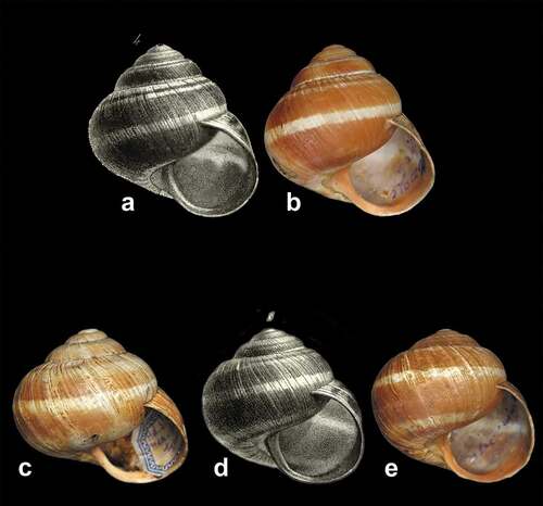 Figure 18. Comparison between Bourguignat figures and specimens present in MHNG. (a) Original figure of H. straminea var. elongata, fig. 4, pl. 20 (Bourguignat Citation1860b). (b) Specimen no. MHNG-MOLL-118145-2 (4). (c) Specimen no. MHNG-MOLL-118135. (d) Original figure of Bourguignat (Citation1860b) fig. 3, pl. 20 of H. straminea. (e) Specimen no. MHNG-MOLL-118136