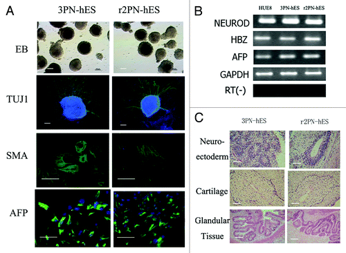Figure 5. Differentiation ability in hES cells from the 3PN and r2PN groups. (A) EBs were formed in both types of ES cells, and TUJ-1 (ectoderm), SMA (mesoderm) and AFP (endoderm) were positively expressed in the differentiated EBs. (B) Genes from the endoderm (AFP), mesoderm (HBZ) and ectoderm (NEUROD) were identified in differentiated EB clumps. (C) Tissues from the three embryonic germ layers were identified in teratomas: neuroectoderm (ectoderm), cartilage (mesoderm), glandular tissue (endoderm).