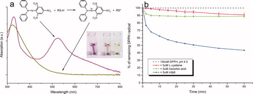 Figure 5. Free radical reporter of antioxidant activity 1,1-diphenyl-2-picrylhydrazyl (DPPH•). (a) UV-Vis spectrum (300–800 nm) of DPPH• in its oxidized free radical (purple spectrum) and reduced (yellow spectrum) forms. The absorbance maximum (molar absorptivity) of DPPH at ∼515 nm decreases to its yellow-orange hydrazine counterpart (DPPH-H) upon the addition of an antioxidant. Inset: the reaction mixture (40% v/v 0.1M sodium acetate and 60% v/v methanol, pH 5.5) with 50 μM DPPH radical alone and in the presence of 10 μM L-ascorbic acid or 10 μM mfp6 after incubation for 30 min. (b) Time course of DPPH• reduction with the antioxidants L-cysteine, L-ascorbic acid and mfp6 protein at pH 4.0. 1 ml of a 0.1 M citrate phosphate reaction buffer contained 0.3% (v/v) Triton X-100 and 100 μM DPPH• alone or supplemented with 5 μM of L-cysteine, L-ascorbic acid or mfp6. The reaction was started by the addition of the antioxidant and the decrease in absorbance was monitored at 515 nm. The absorbance of DPPH• without antioxidant addition was stable over 60 min. For clarity, the control absorbance of 100 μM DPPH is displayed as 100% DPPH radical.