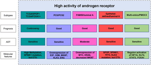 Figure 2. The subtypes with high activation of androgen receptor, and their prognostic features, sensitivity to androgen-deprivation therapy (ADT), and molecular features.